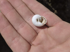 Cahuillus indioensis