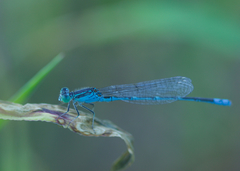 Paracercion hieroglyphicum