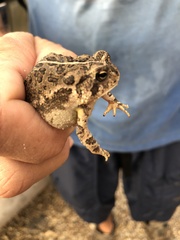 Anaxyrus fowleri