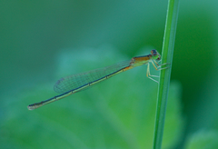 Ischnura asiatica