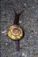 Monadenia infumata callidina