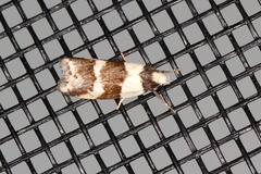 Eulechria triferella