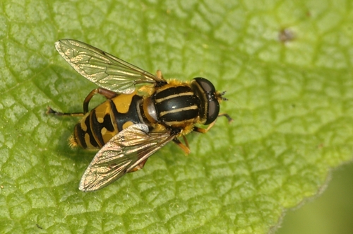 Sun Fly, photo 3 of 8