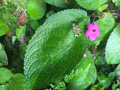 Chrysothemis melittifolia