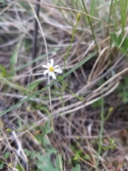Chaetopappa asteroides