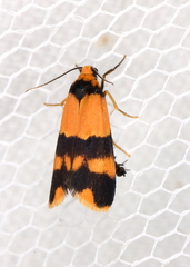 Stenoscaptia venusta