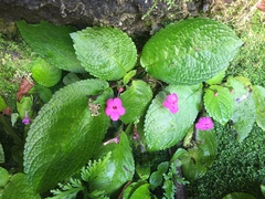 Chrysothemis melittifolia