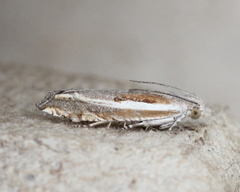 Eucosma striatana