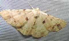 Aeolochroma quadrilinea