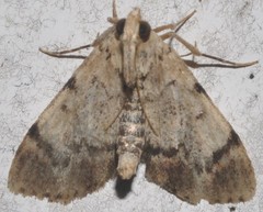 Epipaschia superatalis