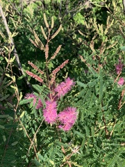 Mimosa dysocarpa