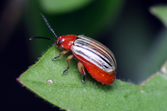 Disonycha brevilineata