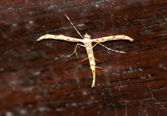 Cosmoclostis aglaodesma