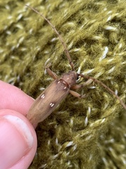 Eburia mutica