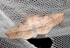 Antictenia punctunculus