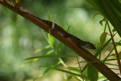 Anolis gundlachi