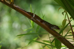 Anolis gundlachi