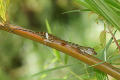 Anolis gundlachi
