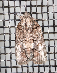 Etanna clopaea