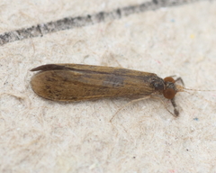 Mystacides interjectus