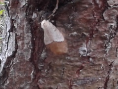 Lymantria dispar dispar