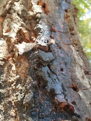 Agrilus auroguttatus