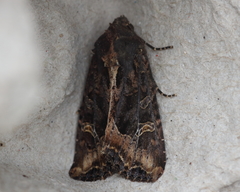 Helotropha reniformis