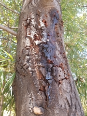 Agrilus auroguttatus