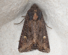 Helotropha reniformis