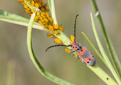 Tetraopes discoideus