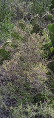 Bouvardia erecta