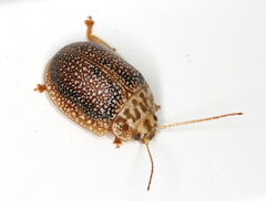 Paropsis omphale