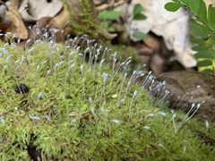 Chryso-hypnum elegantulum