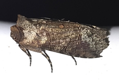 Mouralia tinctoides