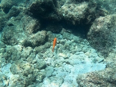 Mycteroperca rosacea