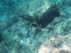 Mycteroperca rosacea