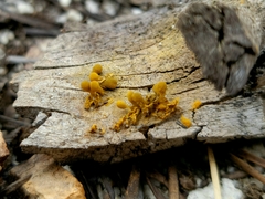 Arcyria versicolor