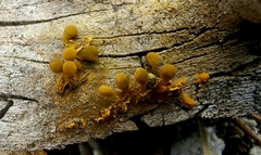 Arcyria versicolor