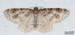 Hydrelia lucata