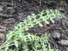 Pedicularis semibarbata