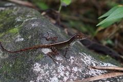 Anolis gundlachi