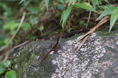 Anolis gundlachi