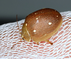 Paropsis lutea
