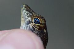 Anolis gundlachi