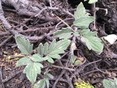 Phacelia hydrophylloides