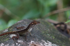 Anolis gundlachi