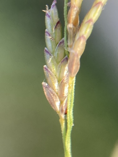 Eragrostis pectinacea
