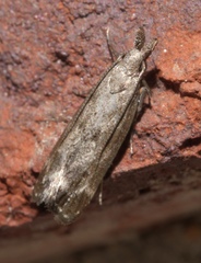 Dichomeris inversella