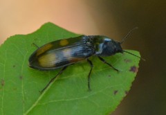 Selatosomus suckleyi