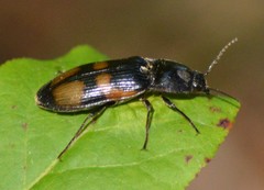 Selatosomus suckleyi